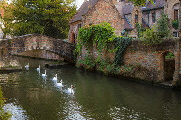 Fototapeta na wymiar Swans line floating on Brugge canal waters with bridge, Belgium