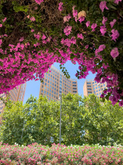 Beautiful flower arch in Valencia city