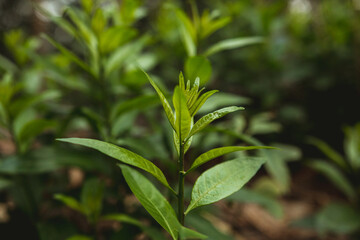 close up of leaves
