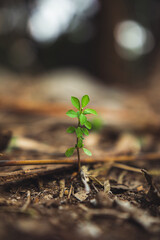 plant growing in soil