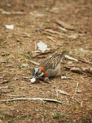 red winged blackbird