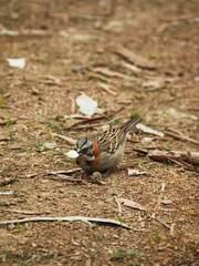 sparrow on the ground