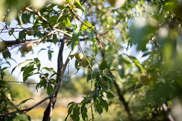 Branch of peach tree in closeup