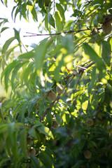 Branch of peach tree in closeup