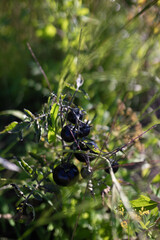 Ripe black tomatoes on green branch. Home grown tomato vegetables growing on vine in greenhouse. Autumn vegetable harvest on organic farm.