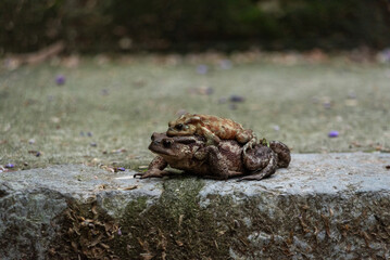 Two frogs loving each other on a walkway in an Italian town