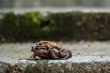 Two frogs loving each other on a walkway in an Italian town