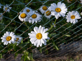 Obraz premium Daisies in a garden.