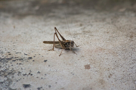 Grasshopper sitting on the ground, insect sitting on the sand thinking about eternity, bug stopped to have rest