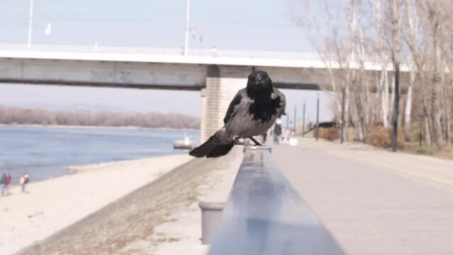 Gray crow. Corvus corone cornix. Bird