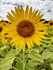 向日葵 sunflower