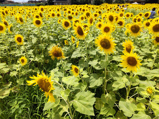 向日葵畑 sunflower field