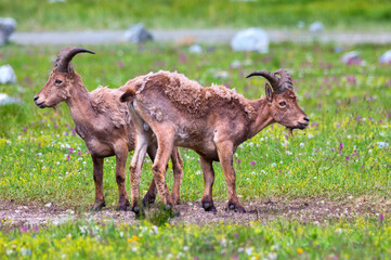 The West Caucasian tur or Capra caucasica