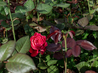 Red rose in greenhouse. hothouse of roses, woman day , Valentin day