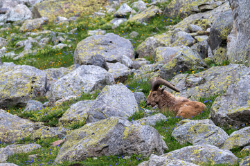 The West Caucasian tur or Capra caucasica