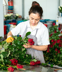 women care about beautiful roses while working in greenhouse. worker carrying bunches of fresh roses she growing them in greenhouse