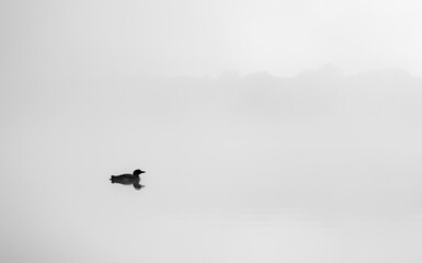 Fototapeta na wymiar Common loon and chick at sunrise in Maine 