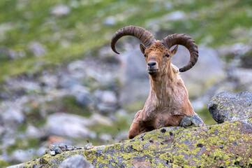 The West Caucasian tur or Capra caucasica