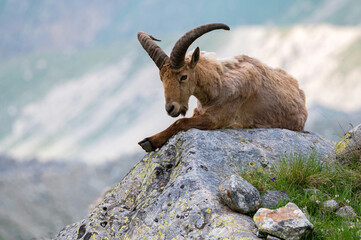 The West Caucasian tur or Capra caucasica