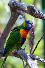 rainbow lorikeet in the tree