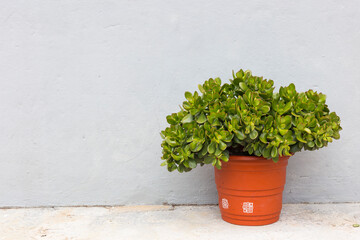 pot with a beautiful jade tree, on the sidewalk