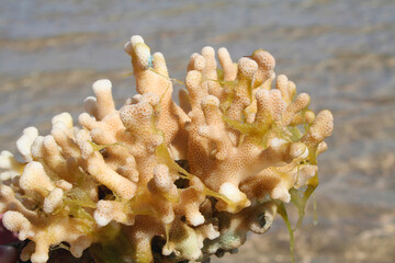 Coral is one of the wonders of the red sea