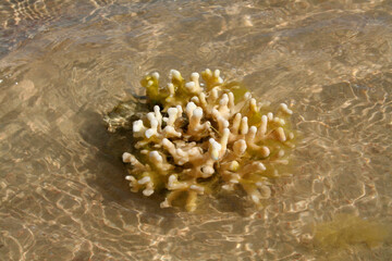 Coral is one of the wonders of the red sea