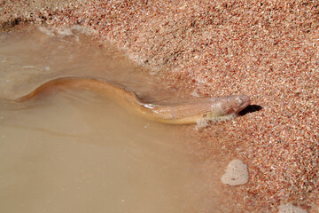 Live moray on the sandy beach. Sand moray. Caught the small moray eel
