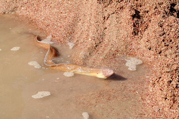 Live moray on the sandy beach. Sand moray. Caught the small moray eel