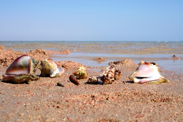 Cockleshells lie on the beach. The riches of the red sea