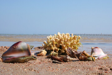 Cockleshells and a branch of coral lie on the beach. The riches of the red sea. Seascape