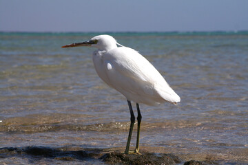 A white heron walks along the seashore
