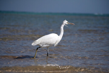 A white heron walks along the seashore