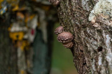 Shiitake mushroom - Lentinula edodes - is grew up on fallen tree in Japan.
