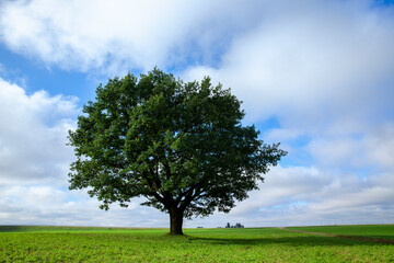 Fototapeta na wymiar a big old oak tree growing in a field with green plants