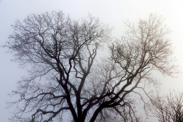 Fototapeta na wymiar deciduous trees in winter after a snowfall