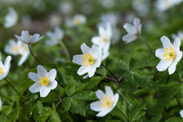 spring white flowers sprouting in the forest