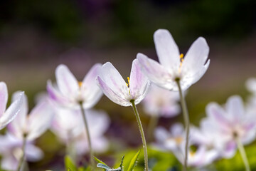spring white flowers sprouting in the forest