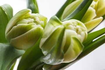 Beautiful light yellow tulips. Closed tulips