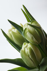 Beautiful light yellow tulips. Closed tulips