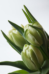 Obraz premium Beautiful light yellow tulips. Closed tulips