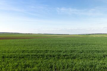 agricultural field where green unripe wheat grows