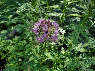 Obraz premium thistle flowers