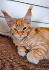 Beautiful fluffy bright red orange maine coon baby kitten sitting and looking up curios blue eyes. Closeup