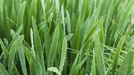 Fototapeta premium Close up of fresh grass with water drops on a summer day. Stock footage. Drops of morning dew on green grass meadow after the rain.