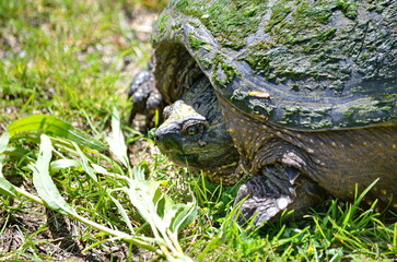 Snapping turtle along a trail, Ontario, Canada