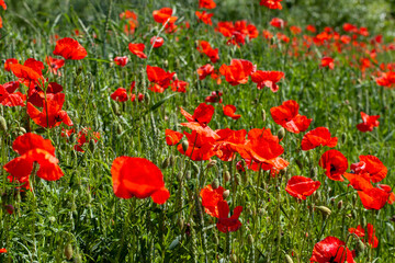 Fototapeta na wymiar red poppies growing in an agricultural field with cereals