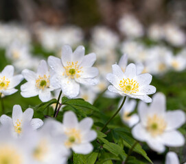 spring white flowers sprouting in the forest