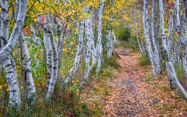 Path Through Bending Birch Trunks