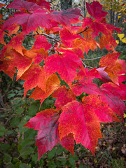 red maple leaves